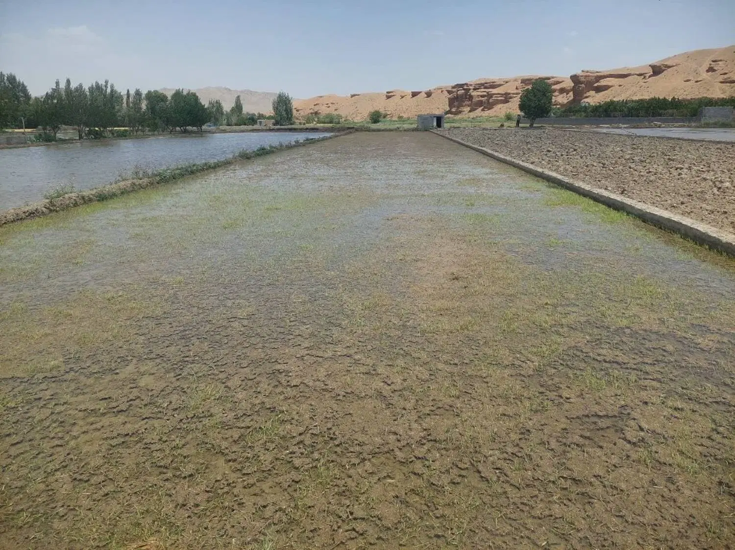 فروش زمین کشاورزی در کل ماران نزدیک پل صفائیه