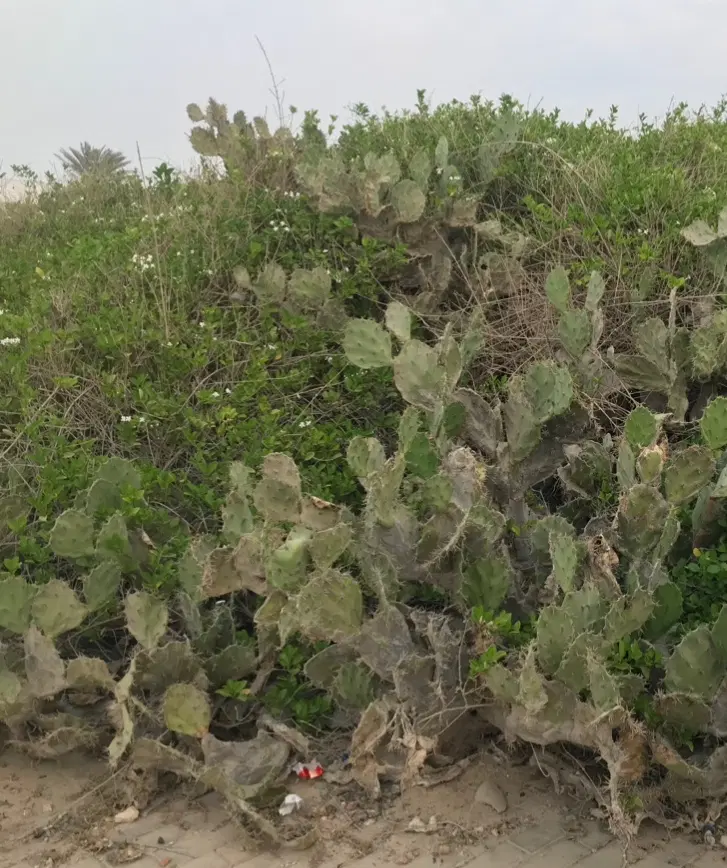 زمین باغی در شاهنامه ۴۲۰متر