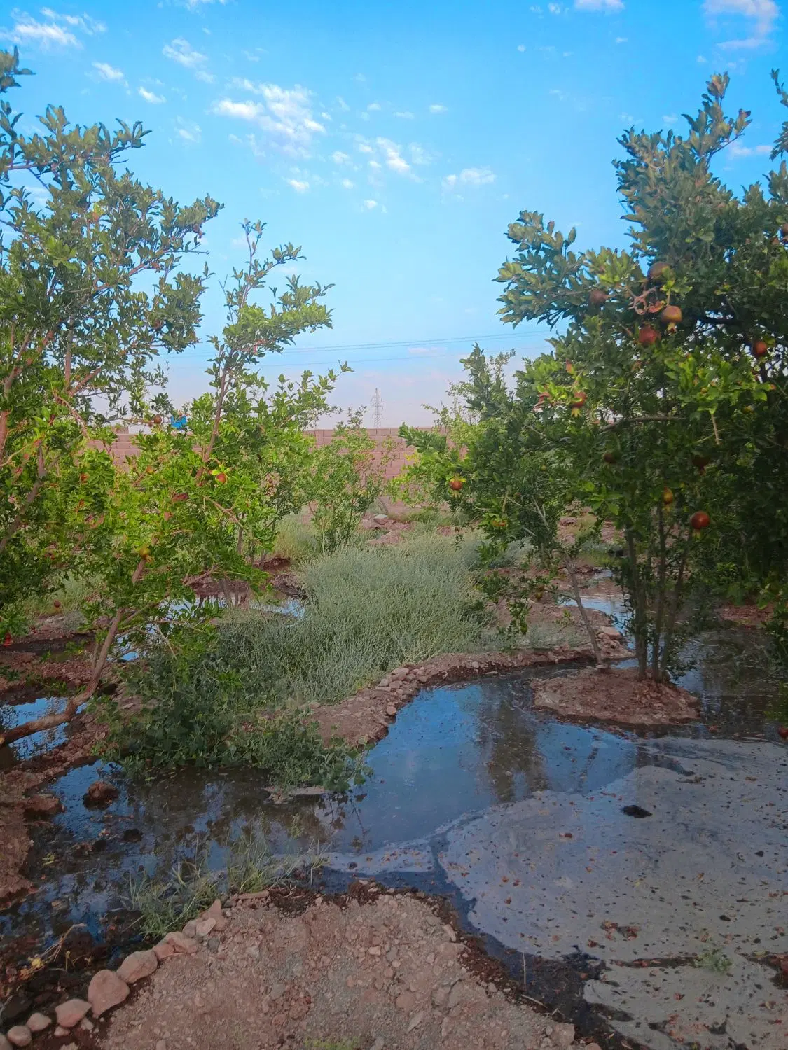 باغ انار