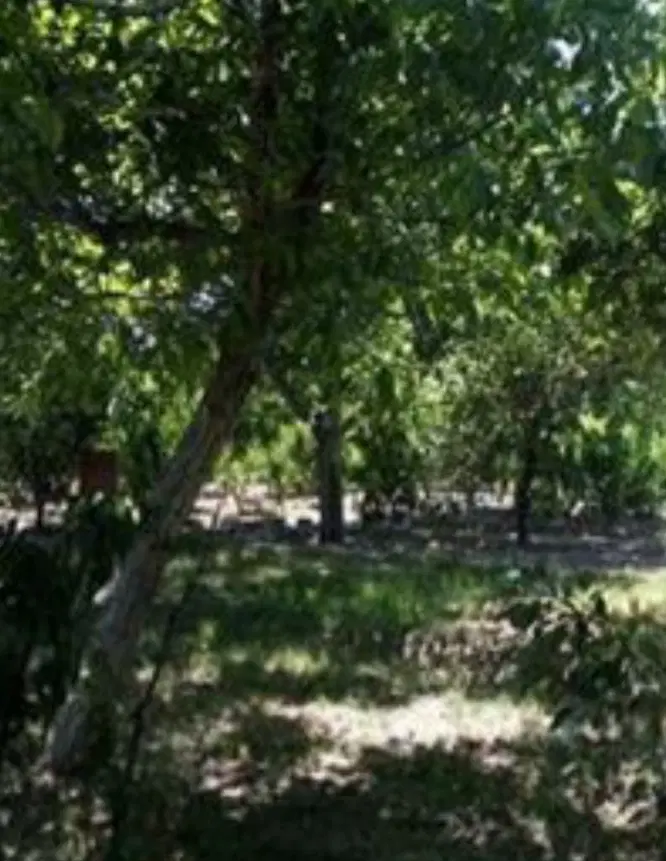باغچه ۵۰۰ متری