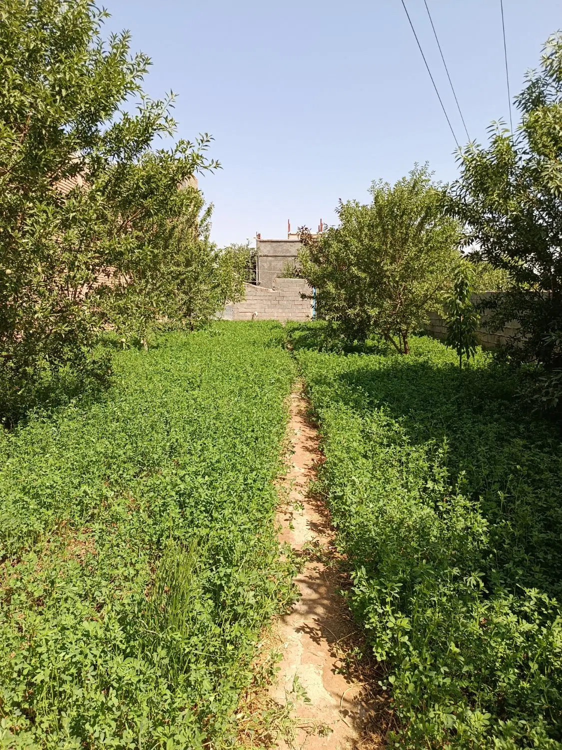 ۳۶۰ متر زمین مسکونی_باغ