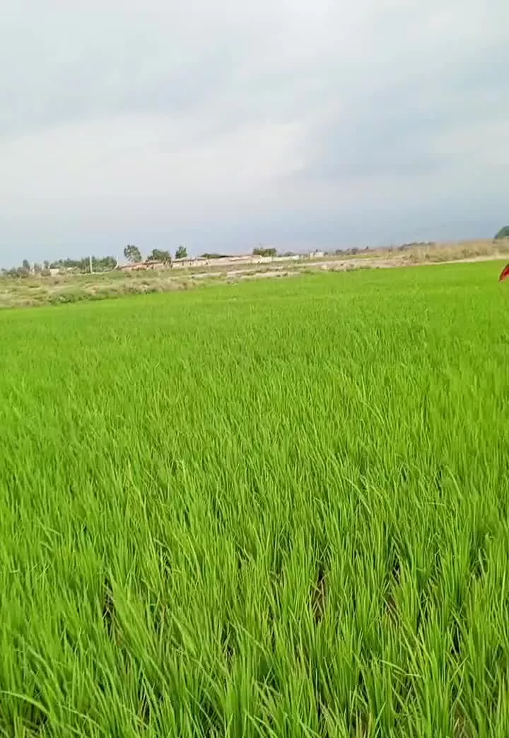 زمین کشاورزی