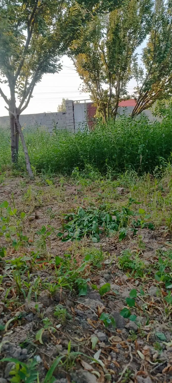 باغچه