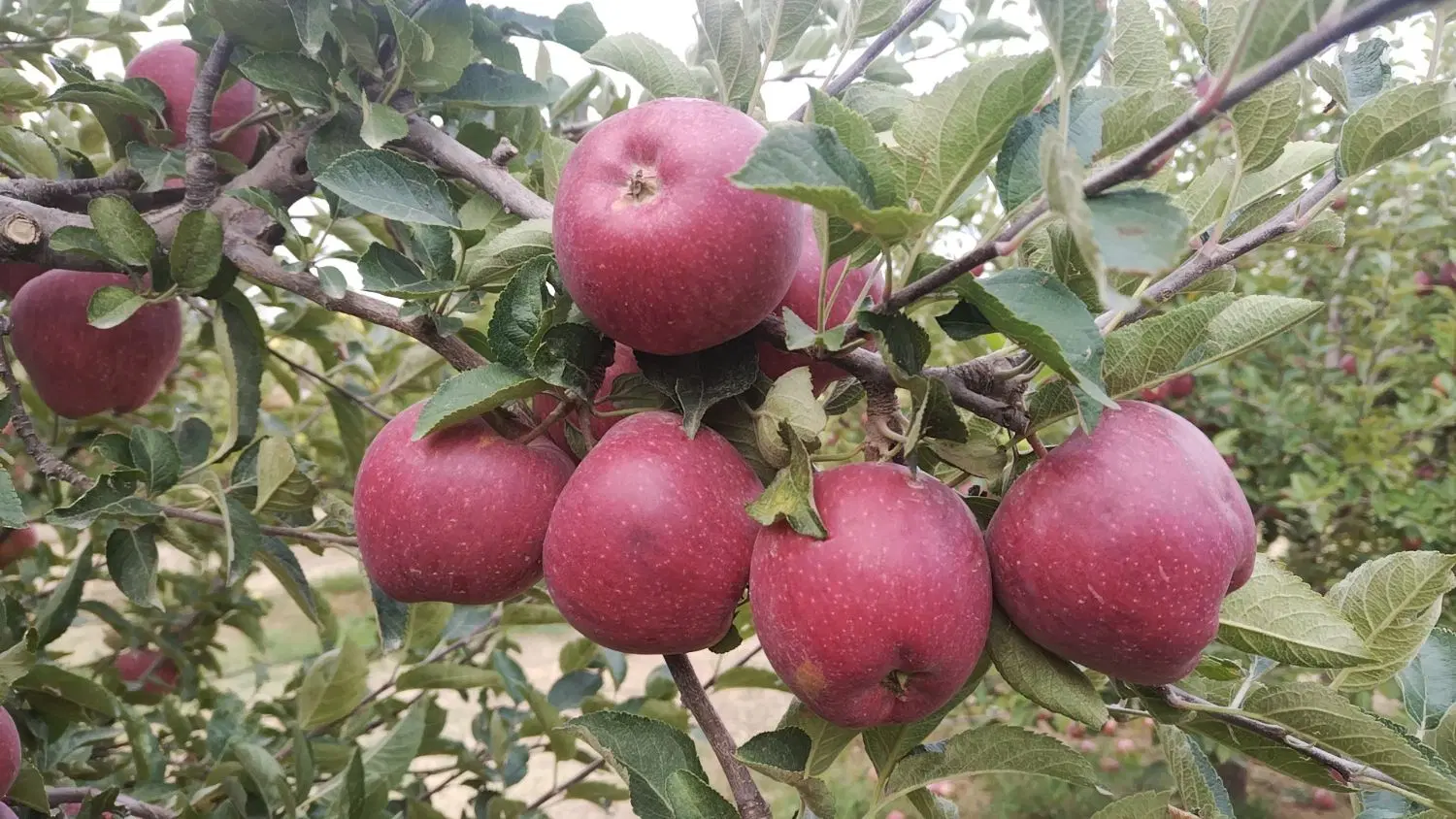 فروش باغ 15 ساله در پسته بیگ اهر