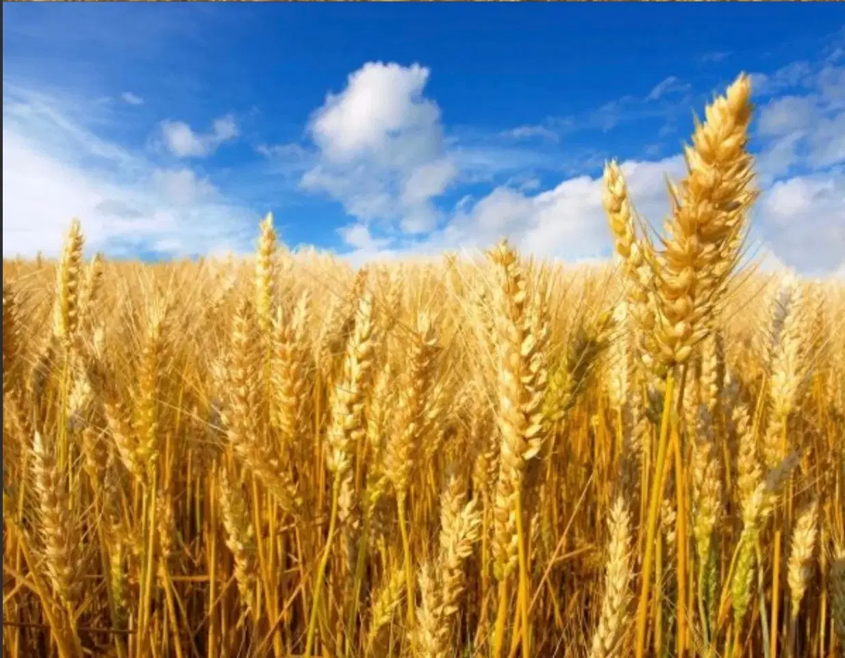 فروش زمین زراعی کشاورزی دو هکتار حمیدیه مسیر خسرج