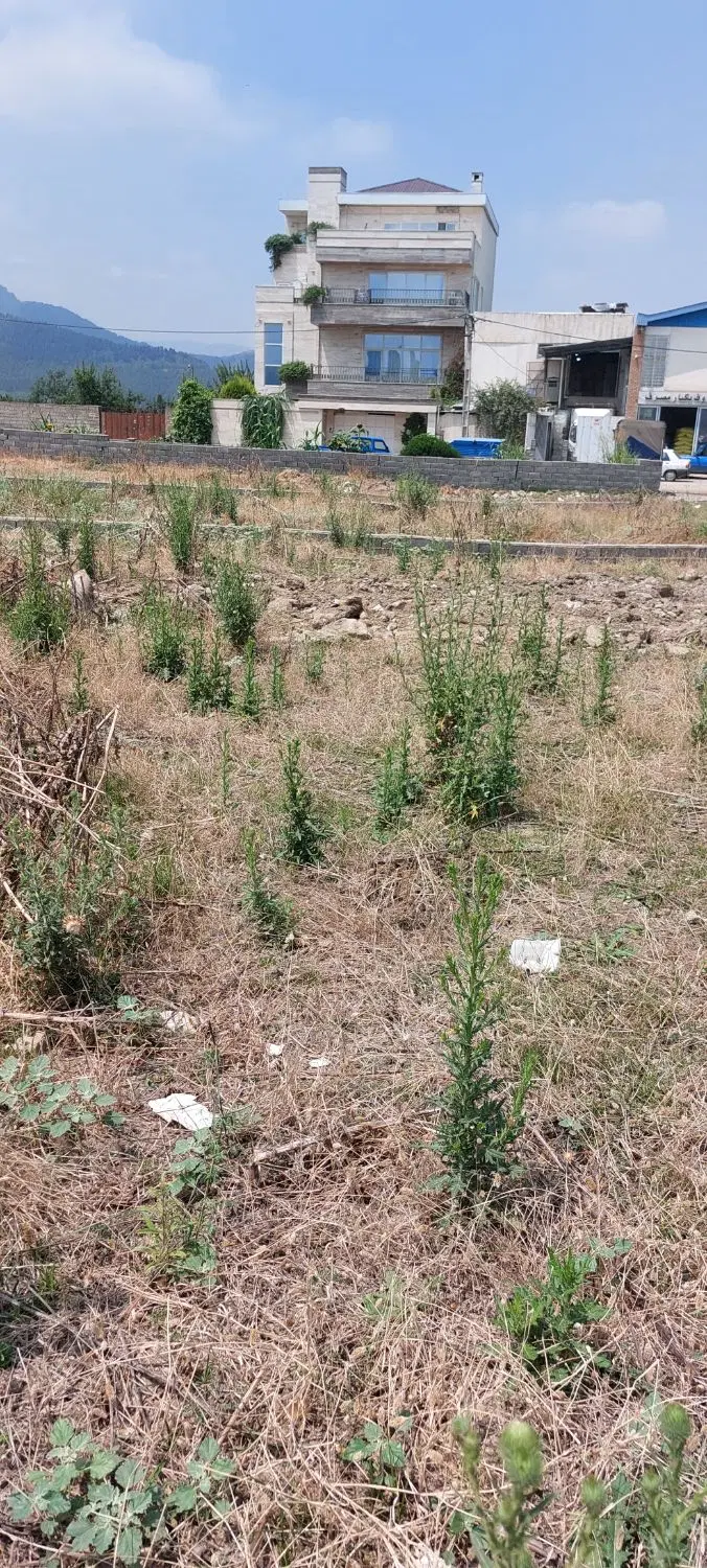 زمین بیست متری جنگل