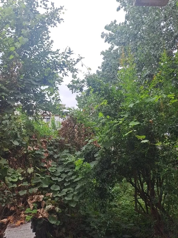 اجاره اپارتمان ساحلی جنگلی