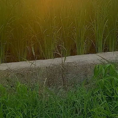 فروش۱۲۰۰متر زمین کشاورزی.ساری.خیابان ارم