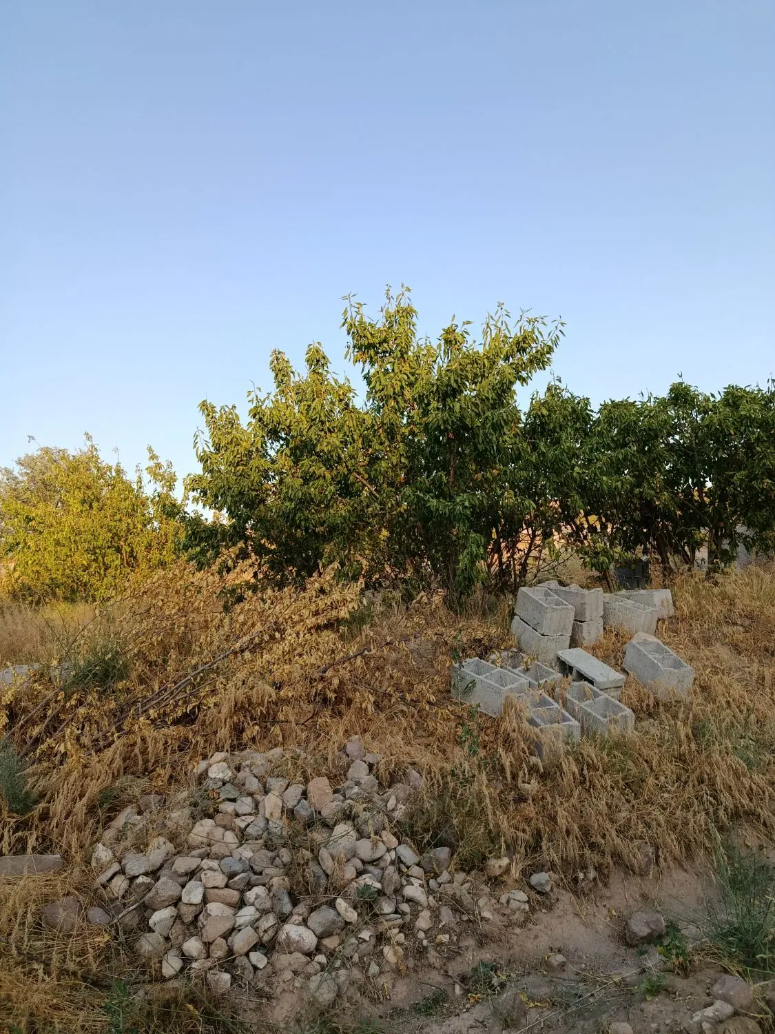 باغ قیمت مناسب در اسکو