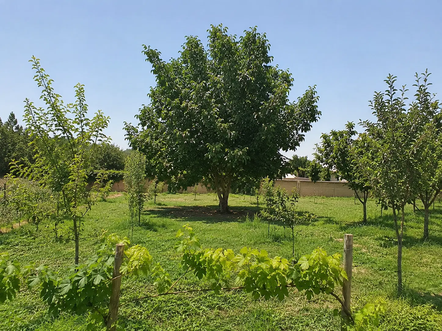 فرصت خرید باغ در گوار - عقیل‌آباد