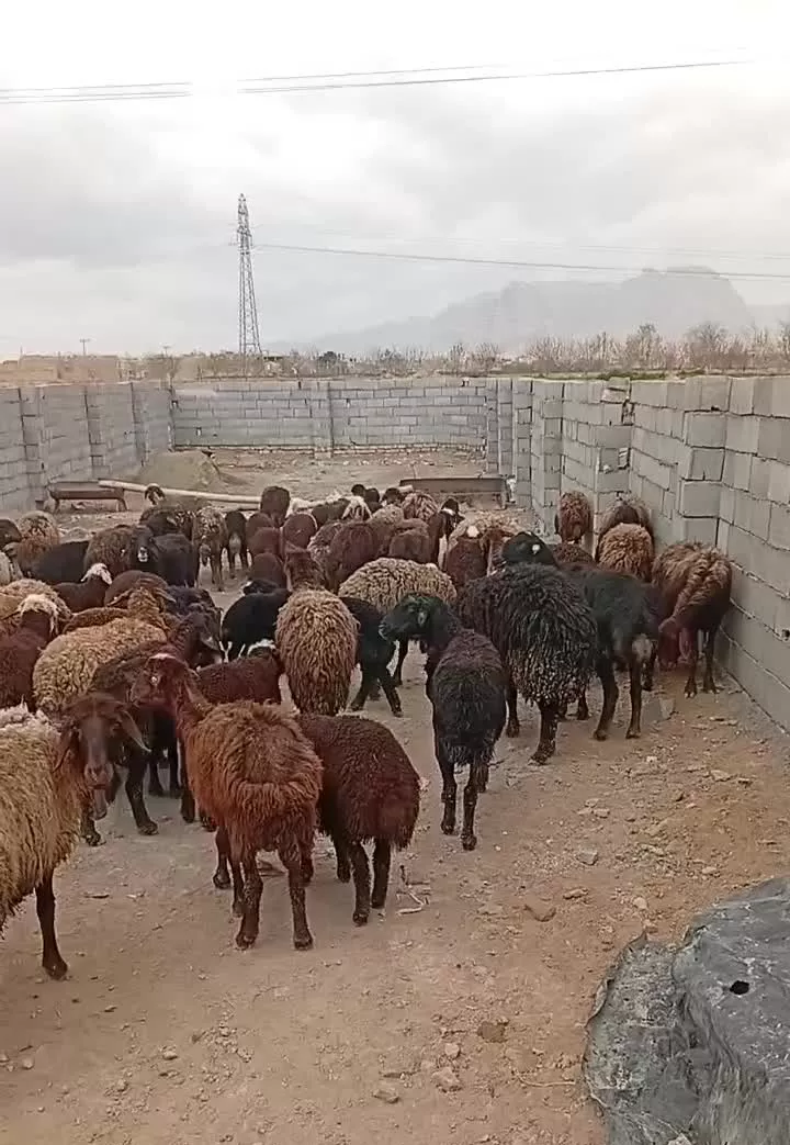چهار دیواری