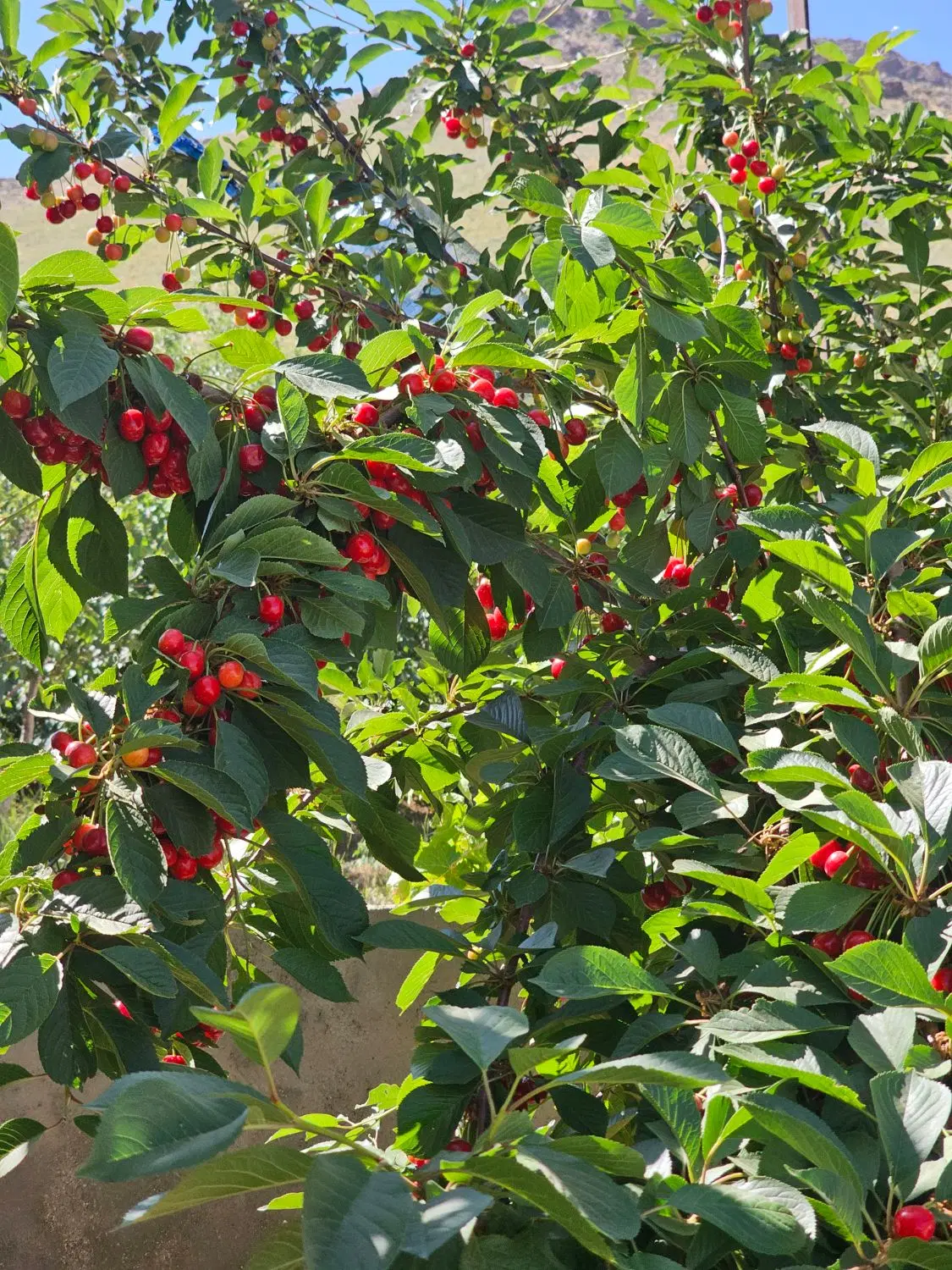 باغ نرسیده به روستا وهنان
