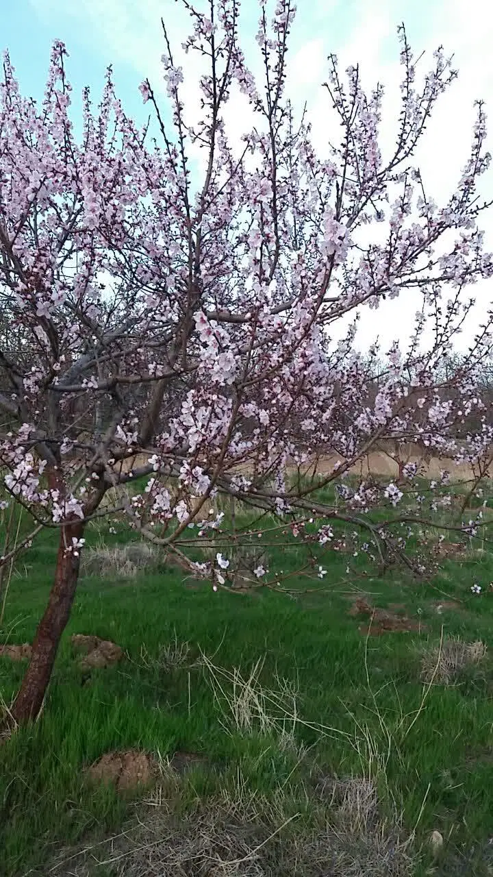 ۱۰۰۰متر‌باغ‌میوه‌برکت‌ایاد