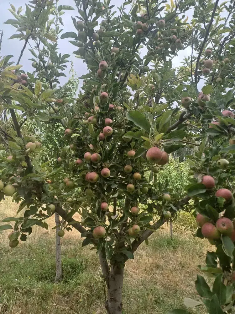 یک قطعه باغ داخل روستا ۵ کیلومتری اردبیل