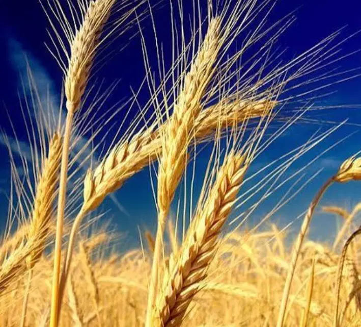اجاره زمین برای گندم وجو