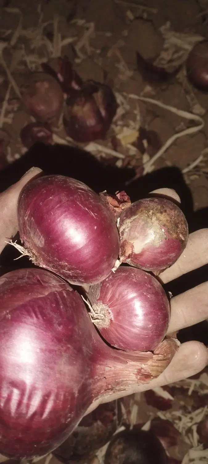 طالب زمین اجاره شراکتی هستم
