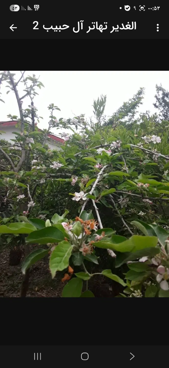 باغ‌ ویلای‌ شهری‌ بلوا‌رسعدی‌ لنگرود