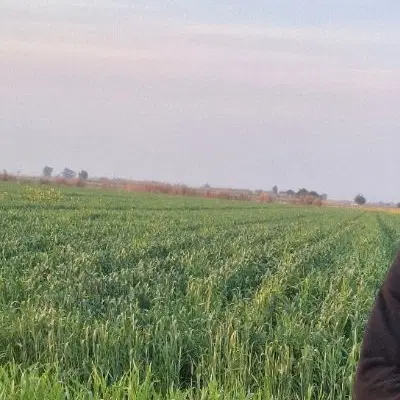 اجاره زمین کشاورزی3هکتار جریه سید راضی