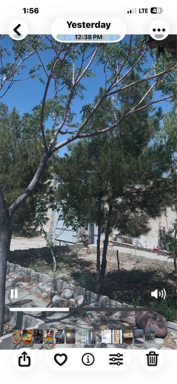 مرق باغچه