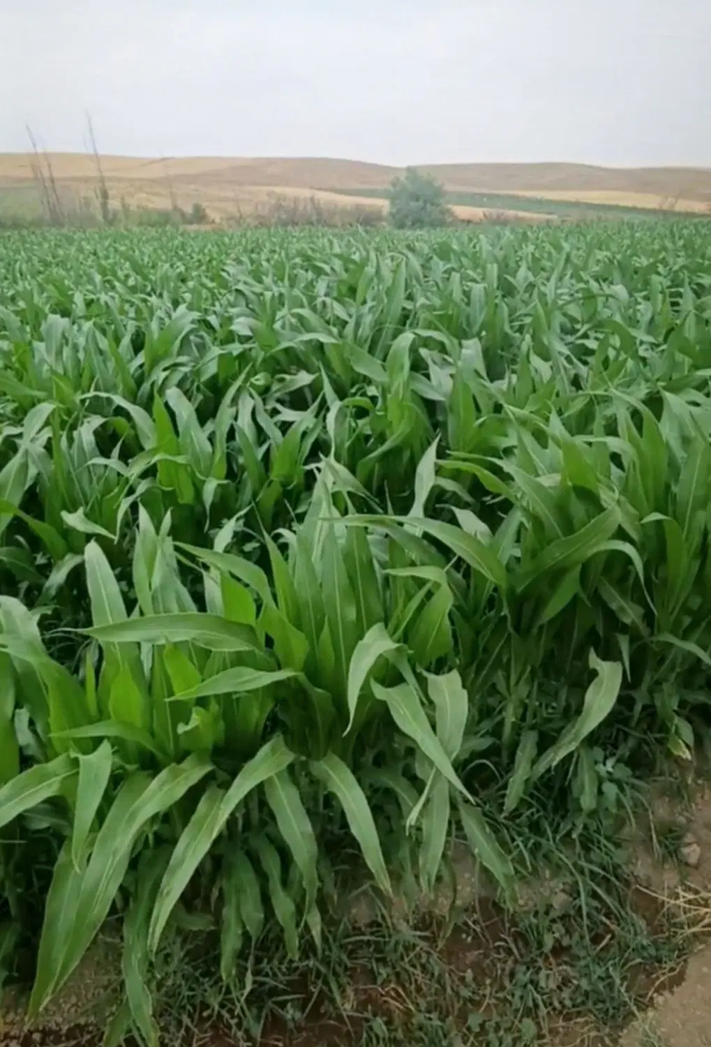آب و زمین