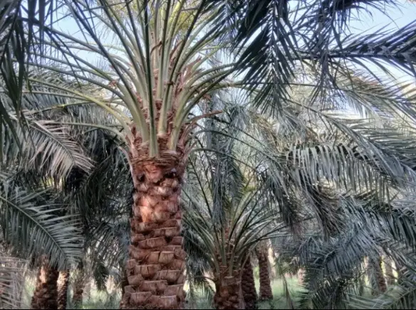 باغ فروشی