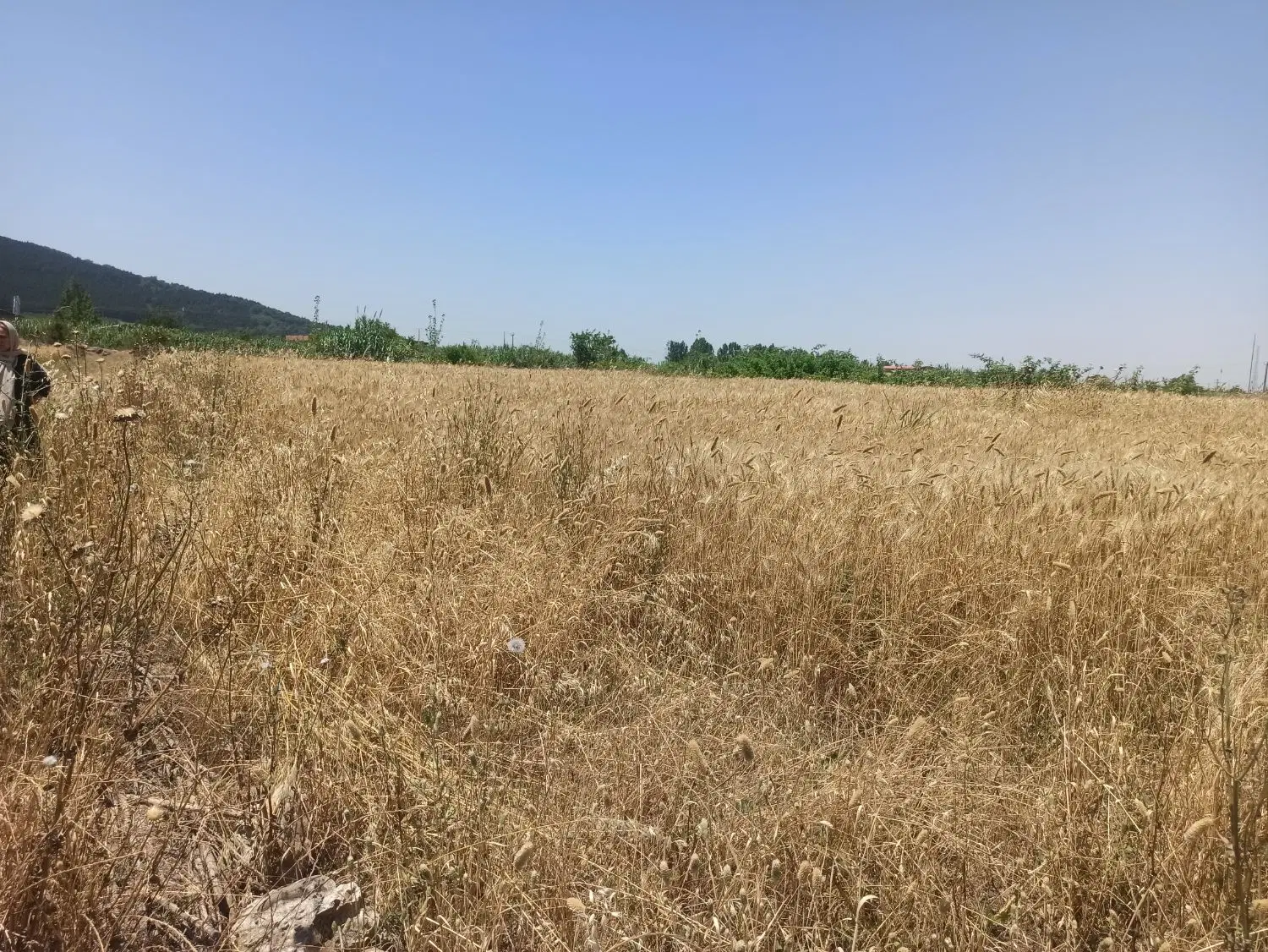 ۴۰۰متر زمین با کاربری کشاورزی