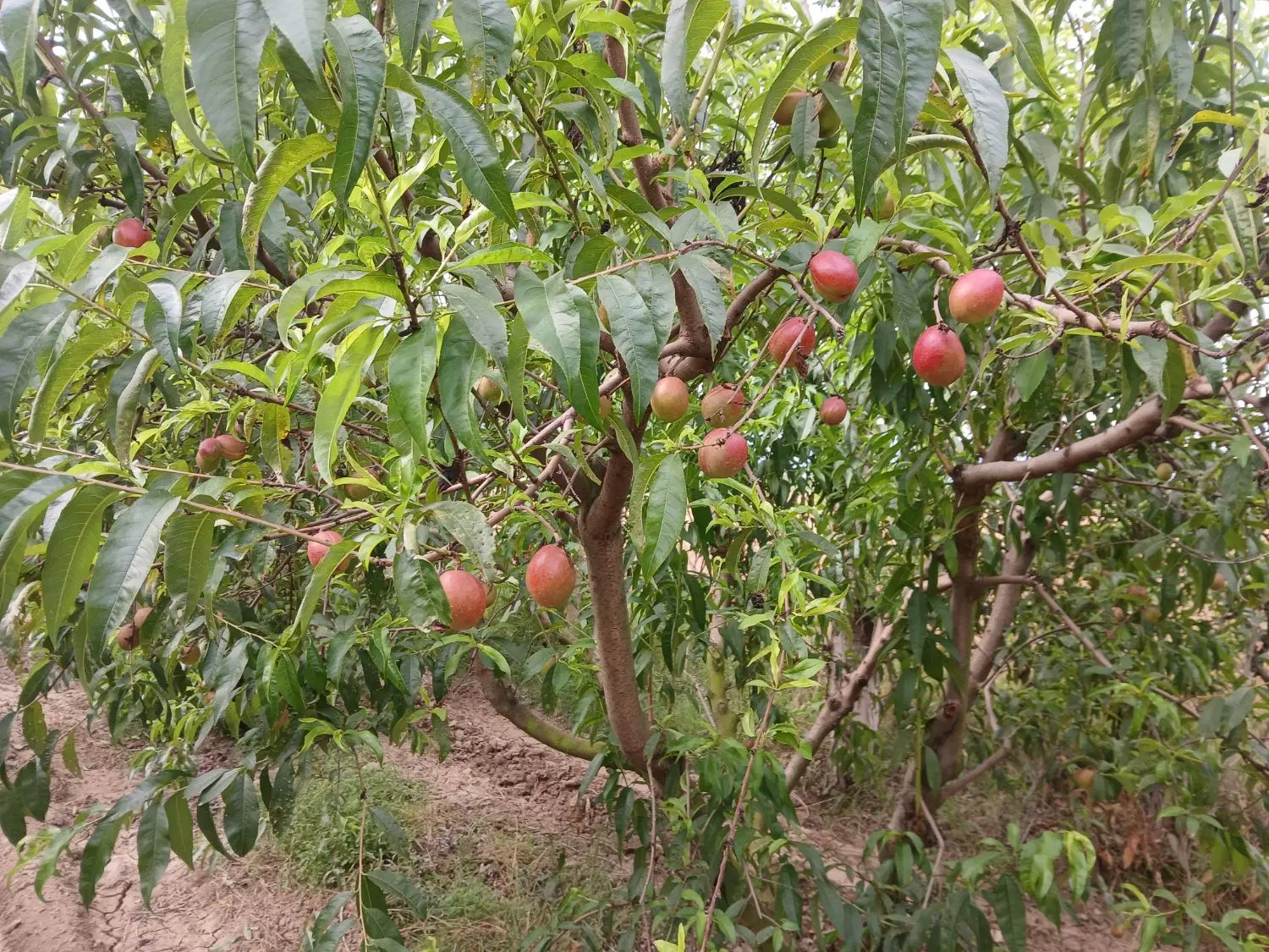 فروش سر درختی شلیل و هلو  حدود یک هکتار