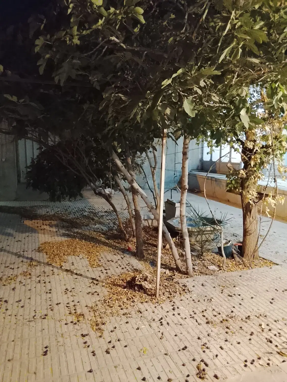 منزل دربست زینبیه لاله سودان