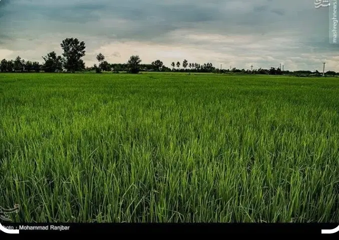 زمین زراعی ۱۳۵۰ متر