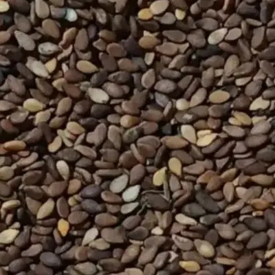 اجاره زمین جهت کاشت کنجد
