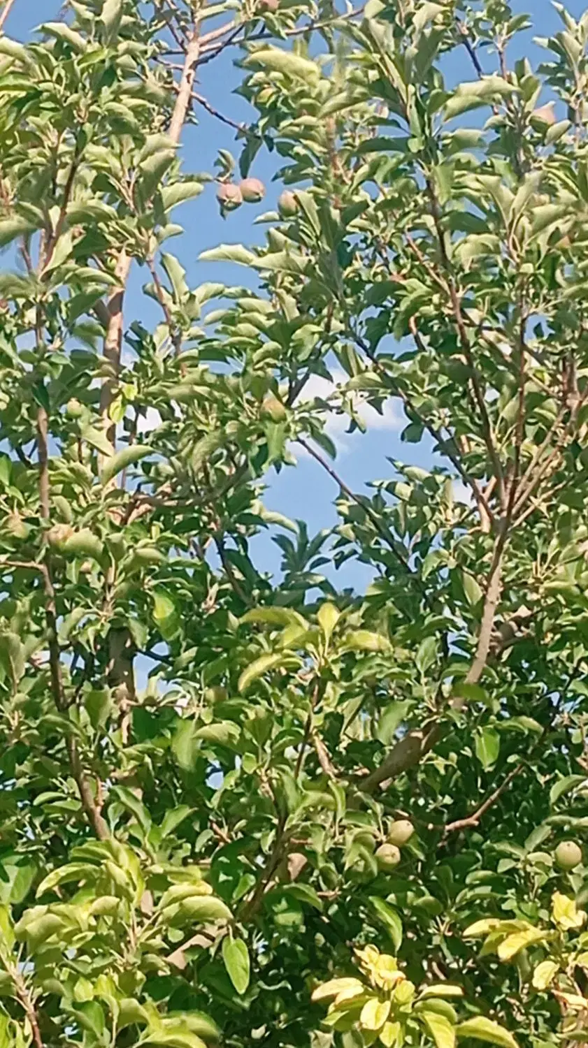 خانه ویلایی،چهارخوابه،باغ ویلامشجر،