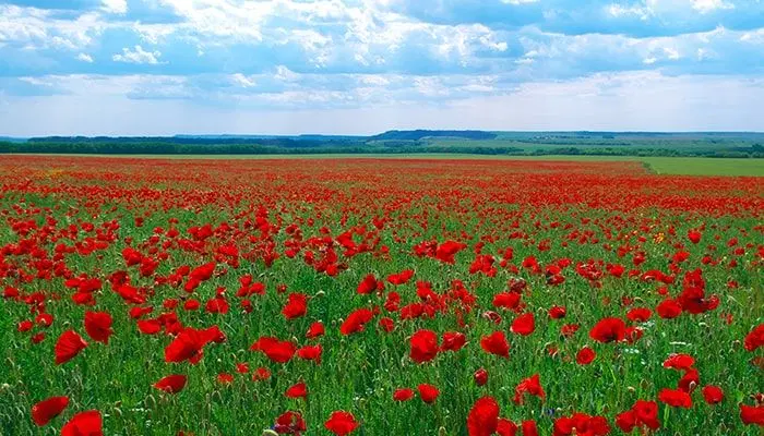 زمین ویلایی روستای دشت