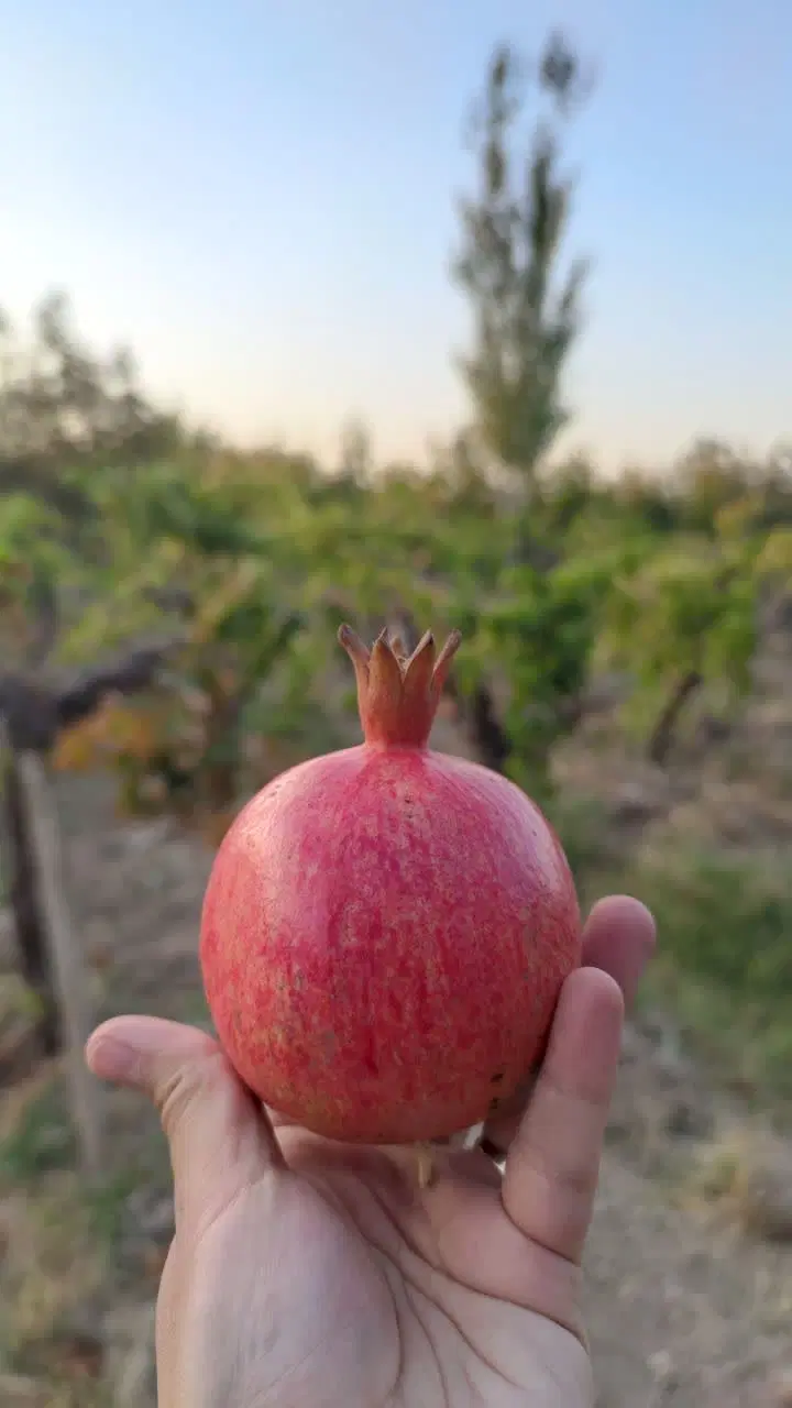 فروش باغ انگوری