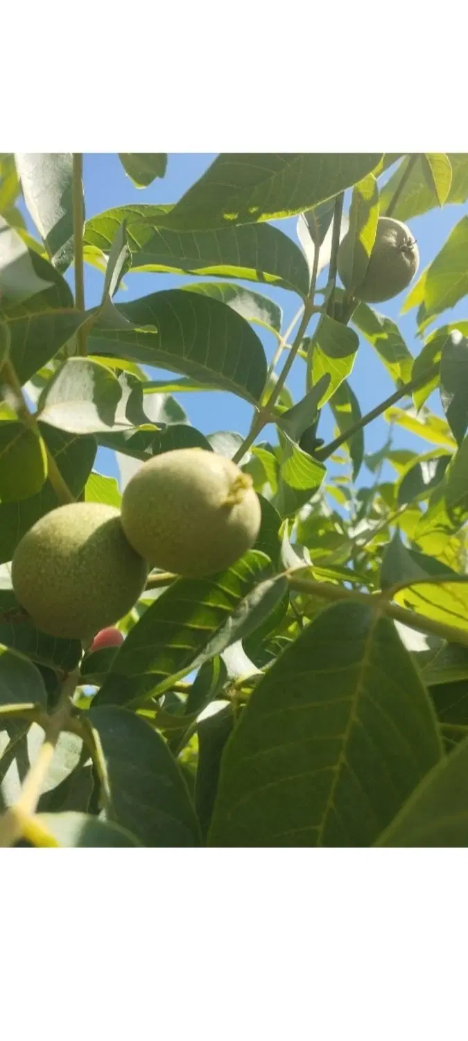 فروش باغ موردراز کوهپایه