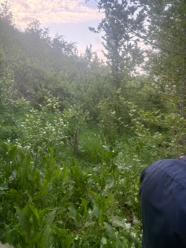 کشاورزی