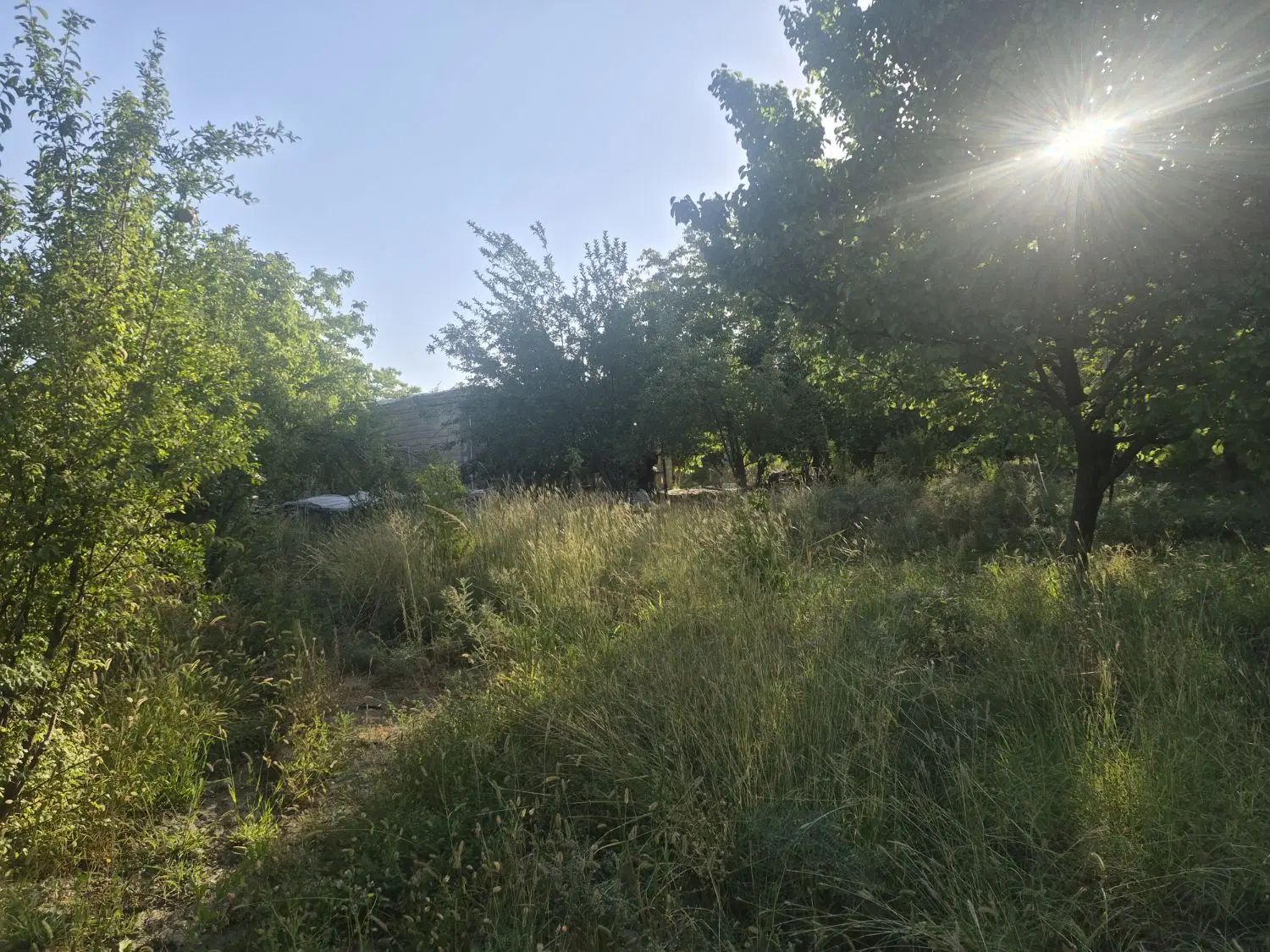 فروش باغ روستای خبر موقعیت خوب