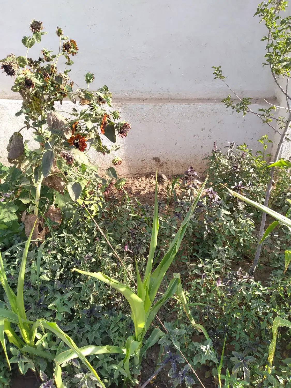 کارگاه اجارهای با برق سه فاز  ناجی آباد