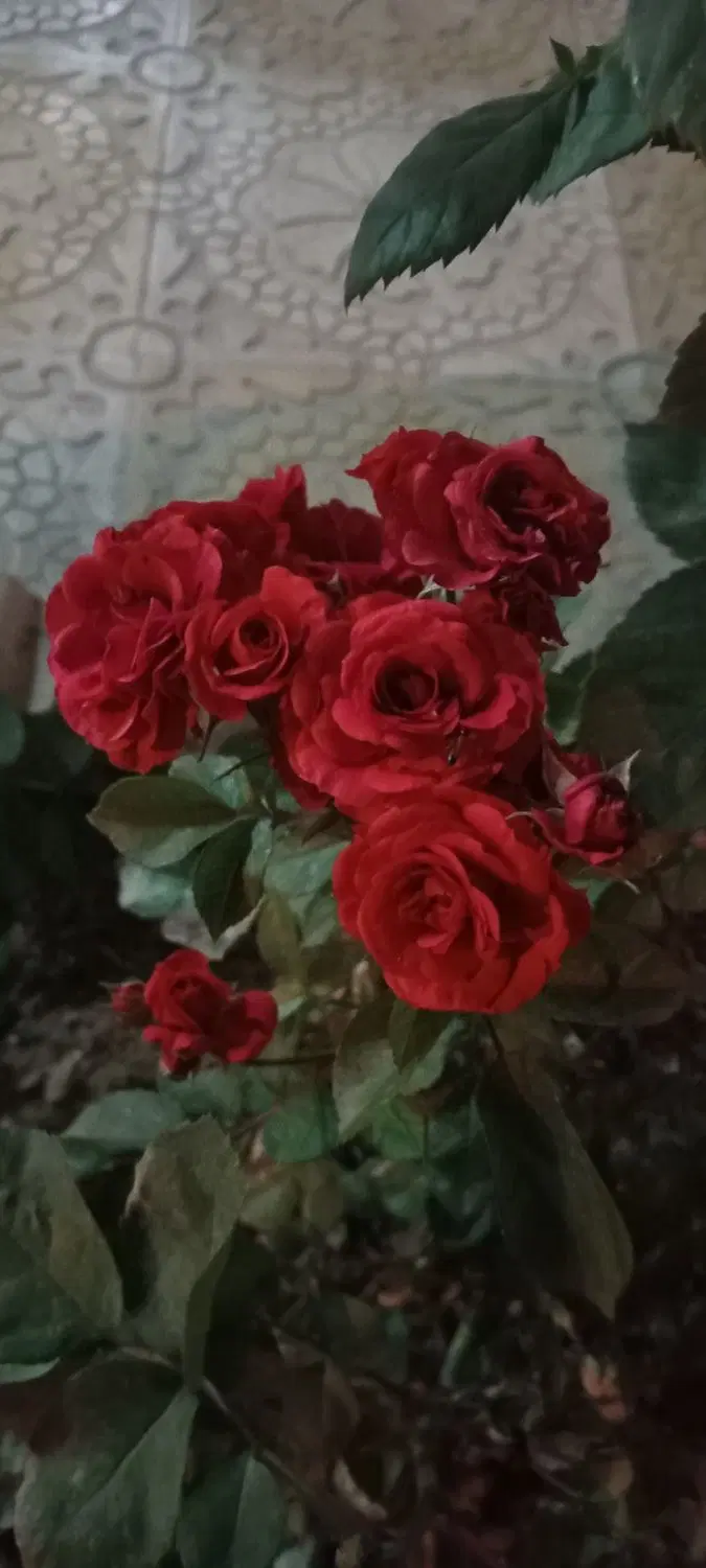 زمین کشاورزی بر جاده اصلی قزانچی به روانسر