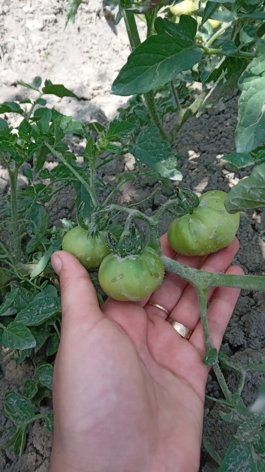فروش باغ در شورکند