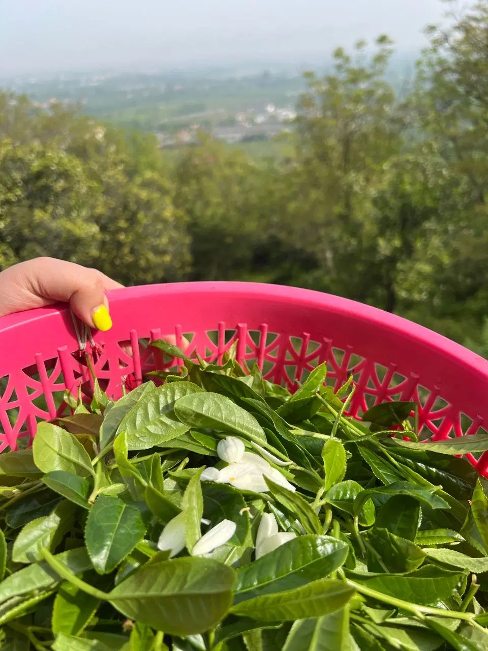 زمین باغ چای ومرکبات ویو دریا