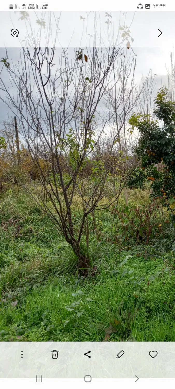 زمین برای فروش