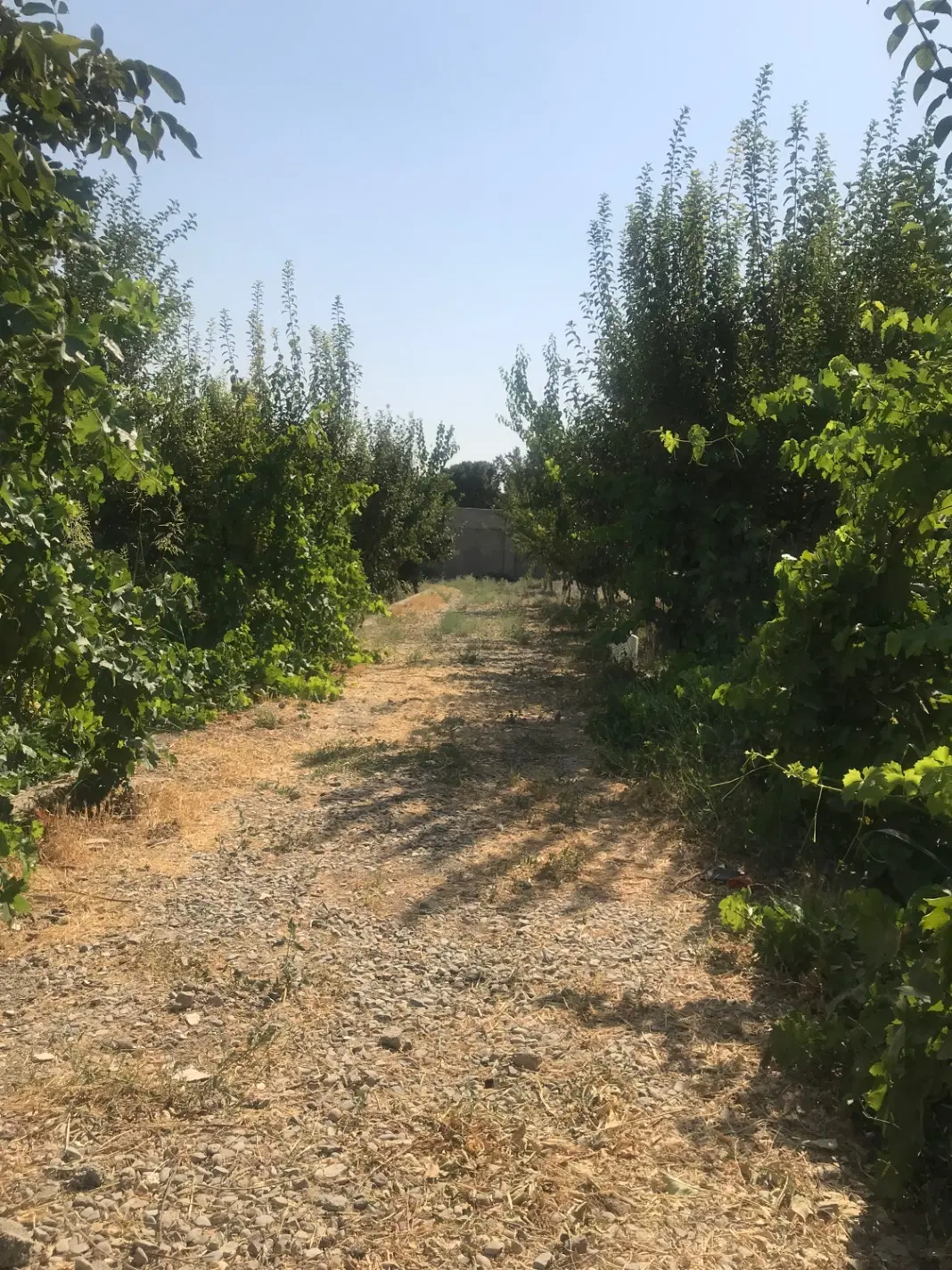 ۸۵۰ متر باغ بنا ۶۰ متر مجتمع باغستان شهریار دهشاد