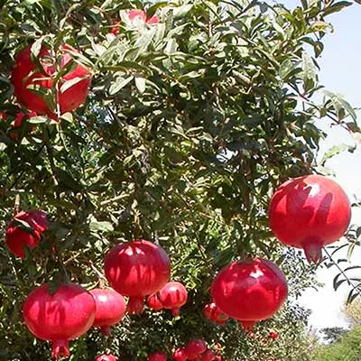 باغ انار مثمر نیم‌هکتاری، فروش فوری