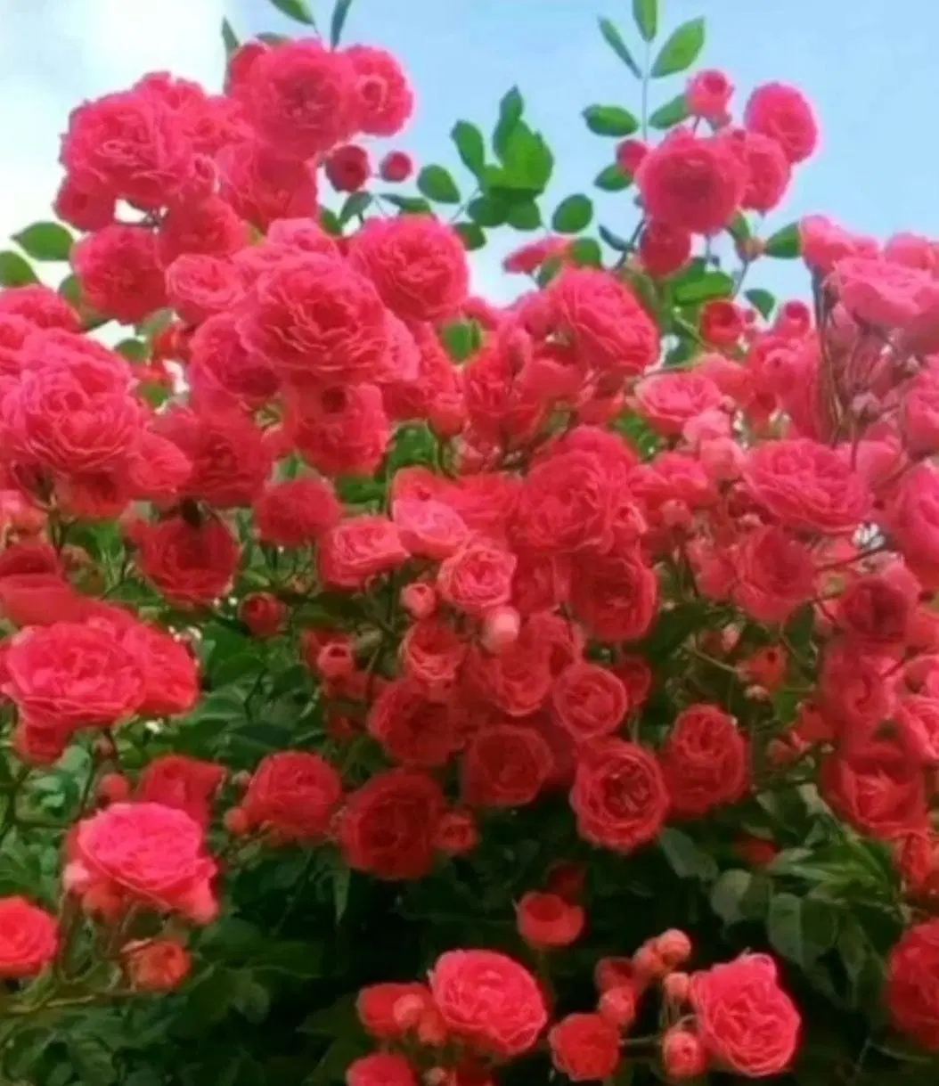 خرید فروش باغ.  گلدشت قلعه سفید