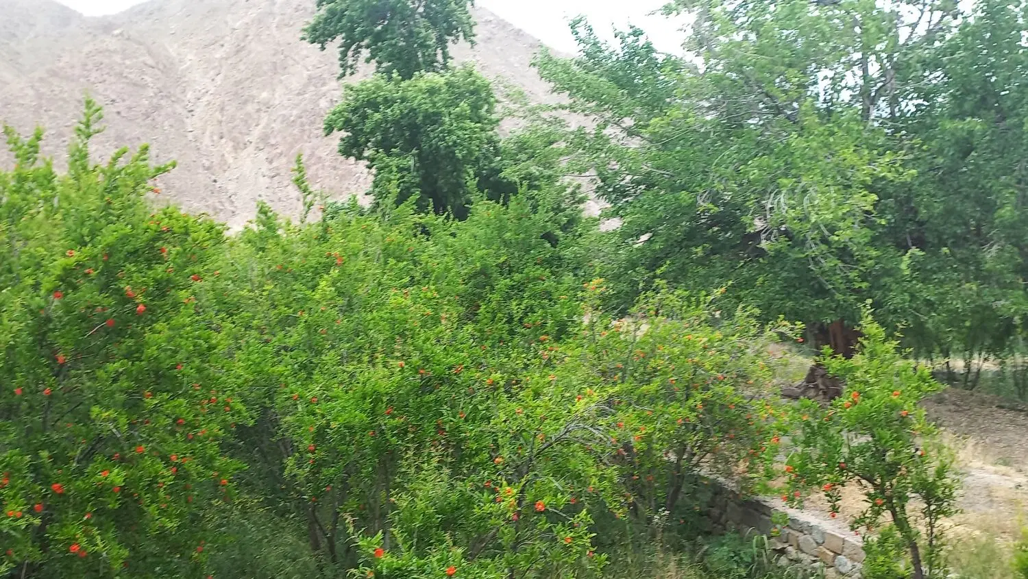 حیاط جهت معاوضه (تهاتر) با کلنگی نشیمن یا آپارتمان