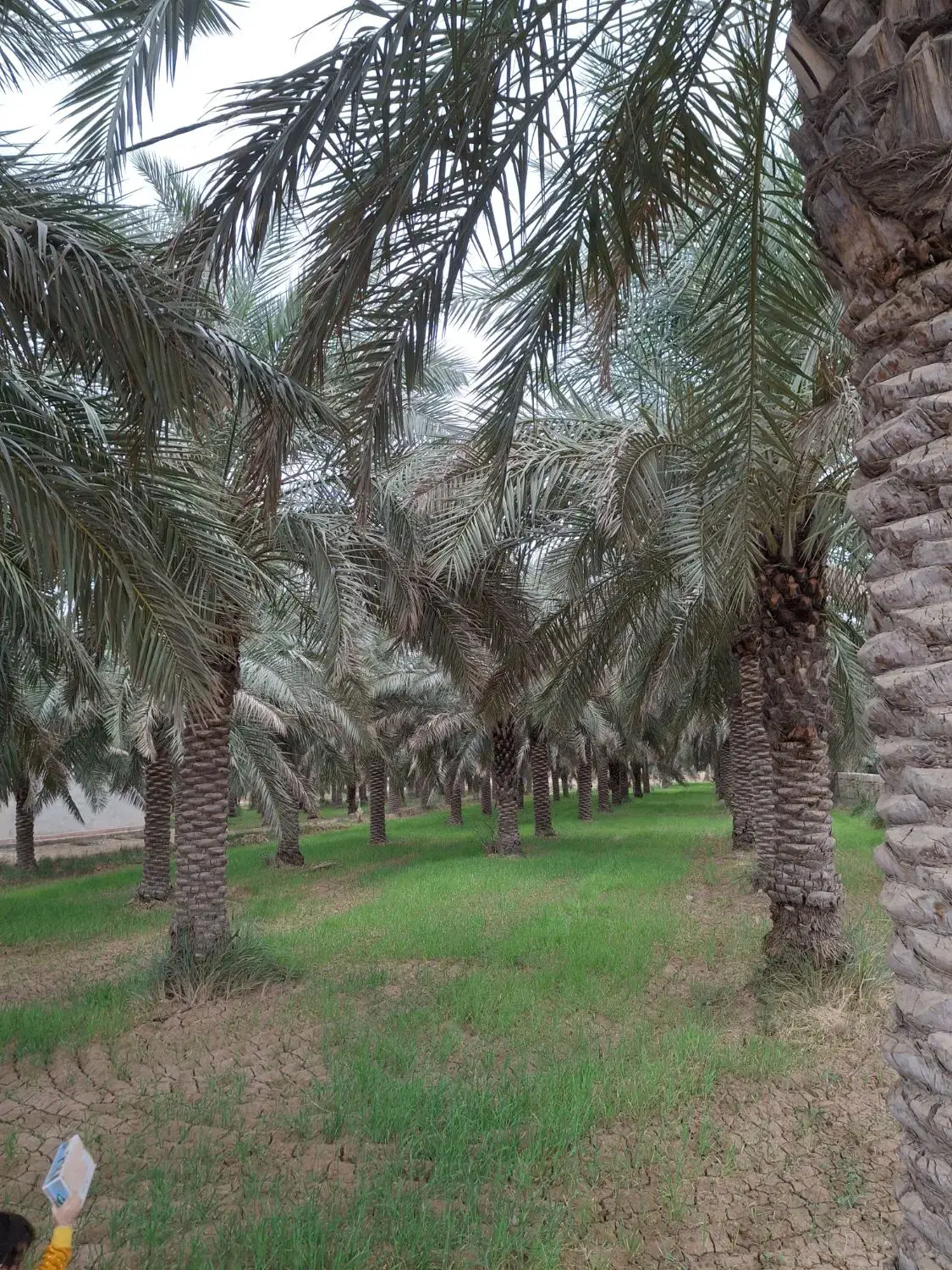 زمین بزرگ تنگک