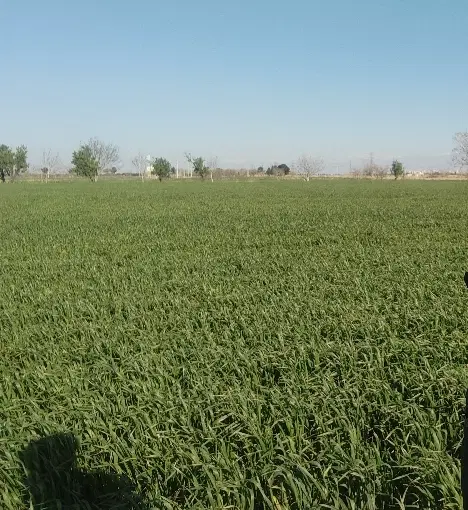 زمین باغچه