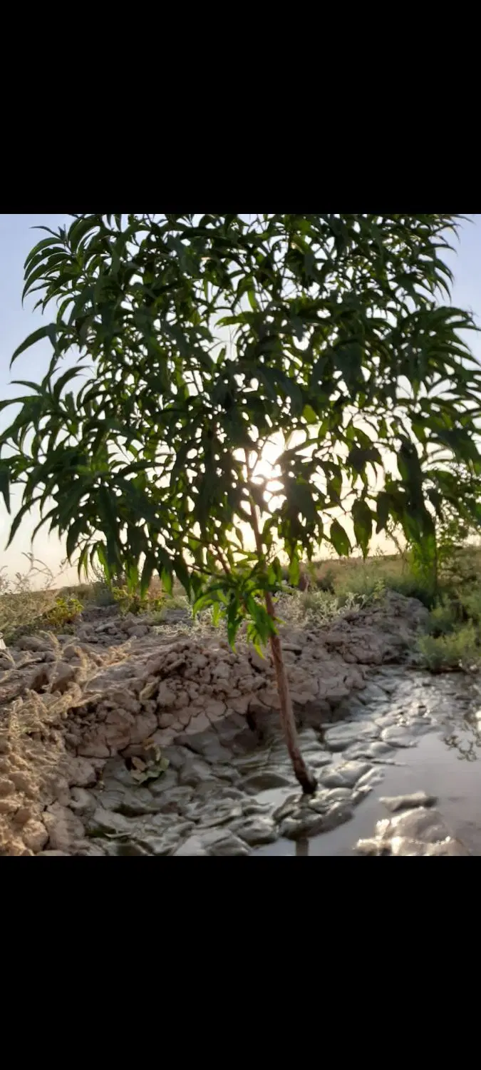باغچه ۵۰۰ متری تنکمان
