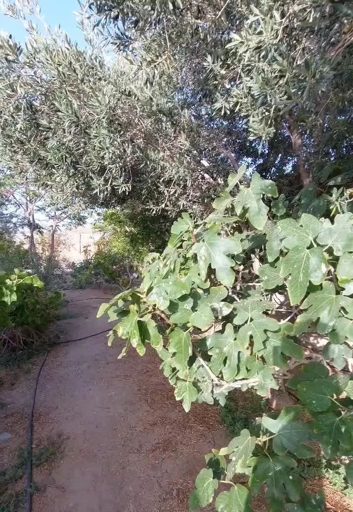 باغ ویلا چشمه زیارت