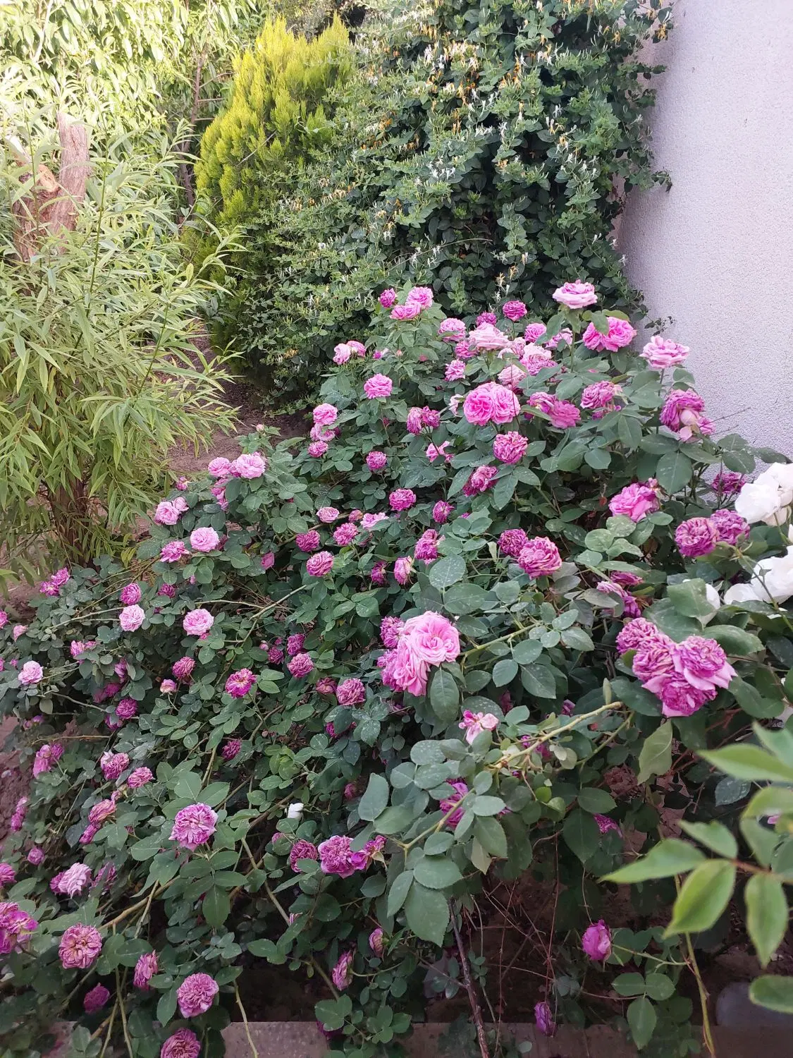 اجاره روزانه ویلا